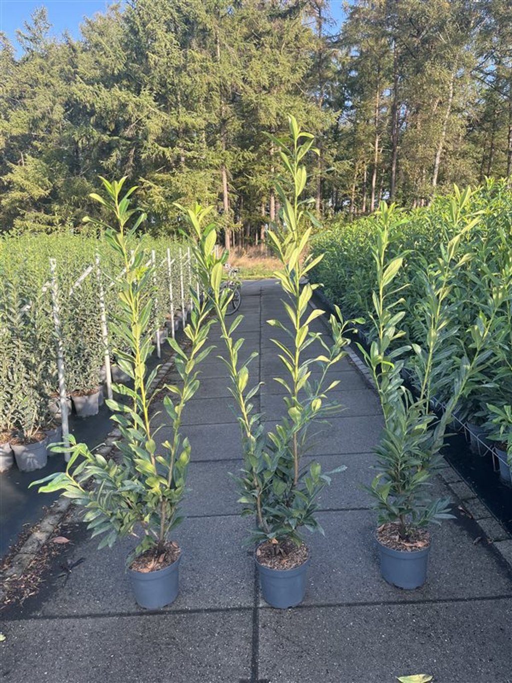 Prunus l. 'Caucasica' - C7,5 125-150 CM